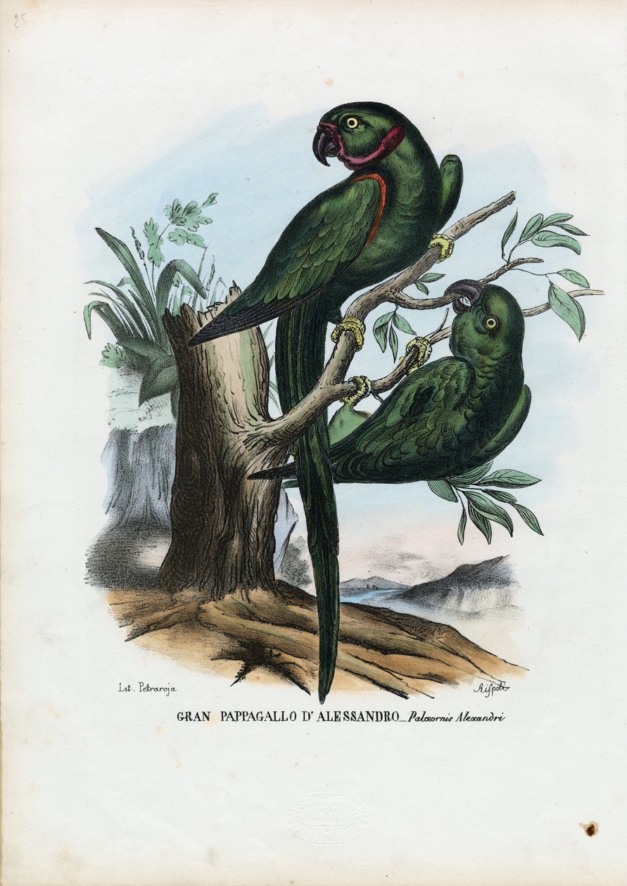Parekeet الحلقية الوردية ، 1863-1879 بواسطة رايموندو بيترارويا