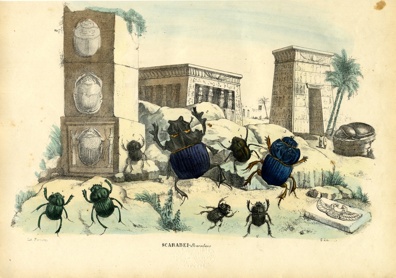 خنافس الجعران ، 1863-1879 بواسطة رايموندو بيترارويا