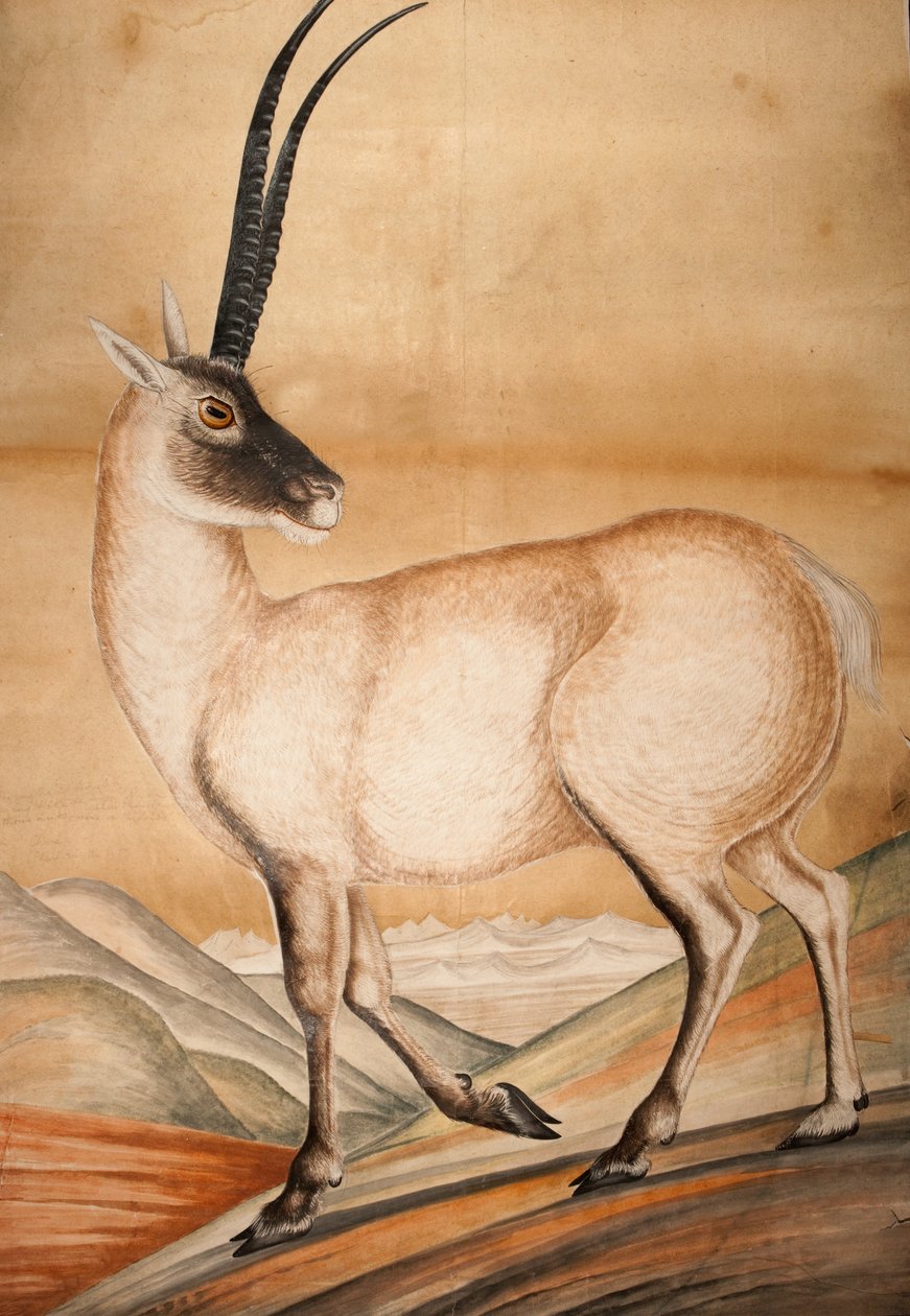 شيرو ، 1840 بواسطة راج مان سينغ
