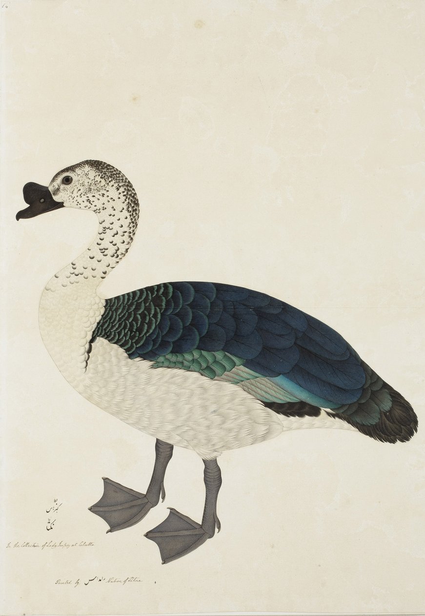 A Comb Drake (Sarkidiornis melanota) ، c.1780 (مرحاض غير شفاف على الورق) بواسطة رام داس