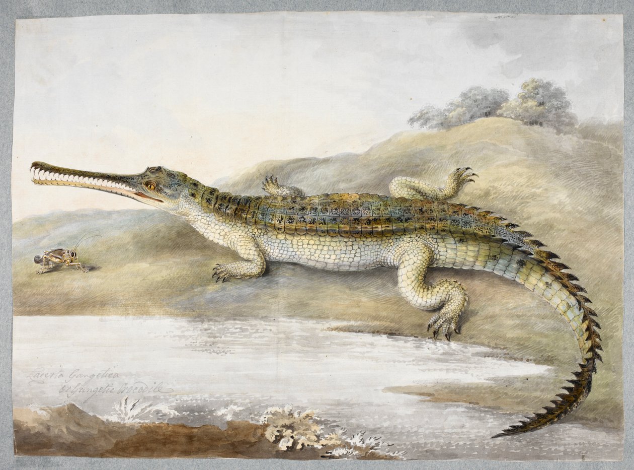 تمساح غيري أو جانجي وجهًا لوجه مع جندب ، حوالي عام 1820 (ألوان مائية على ورق) بواسطة رام سيتا