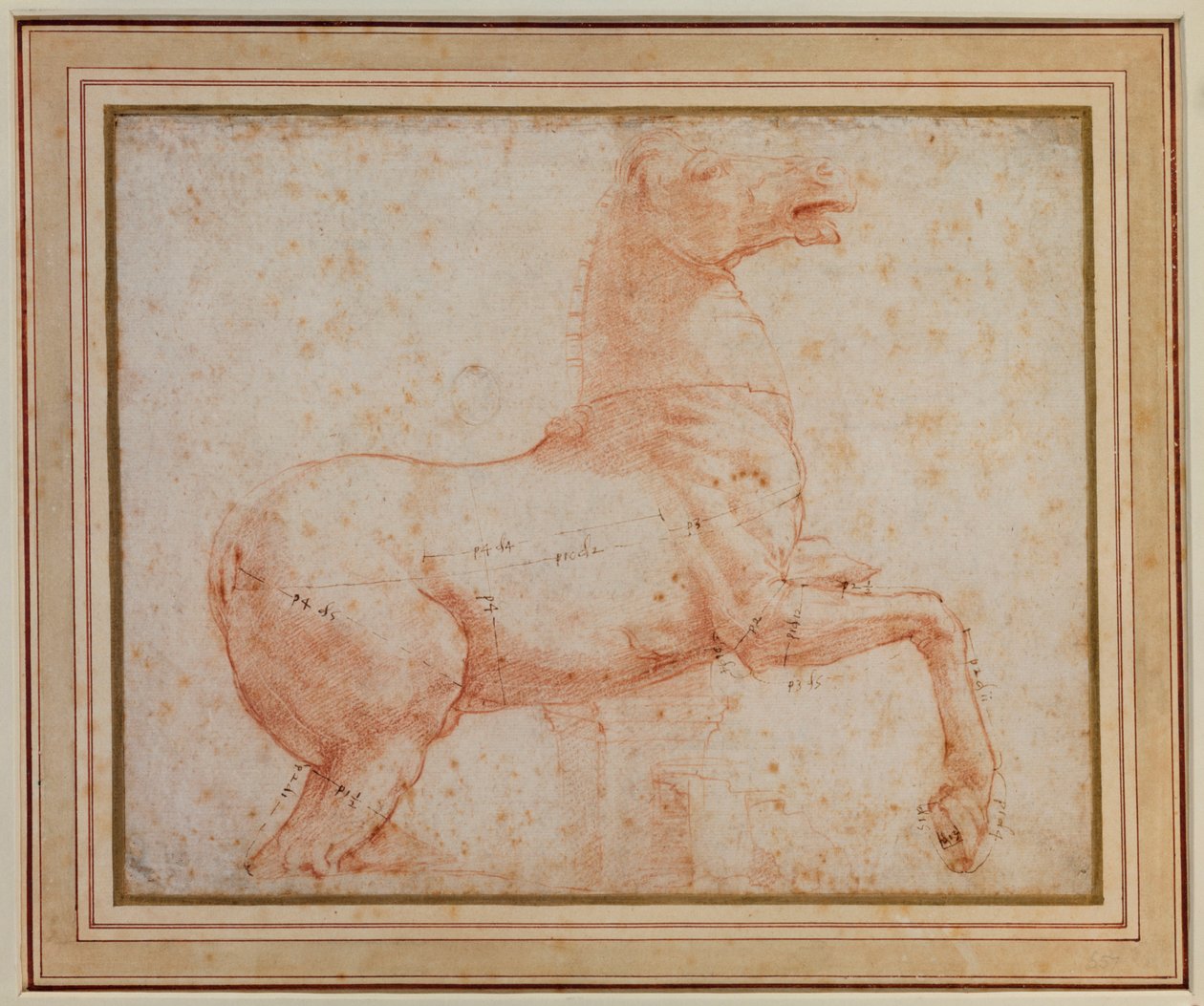 دراسة أحد خيول Quirinal الرخامية (الطباشير الأحمر فوق مؤشرات القلم) بواسطة رافائيل