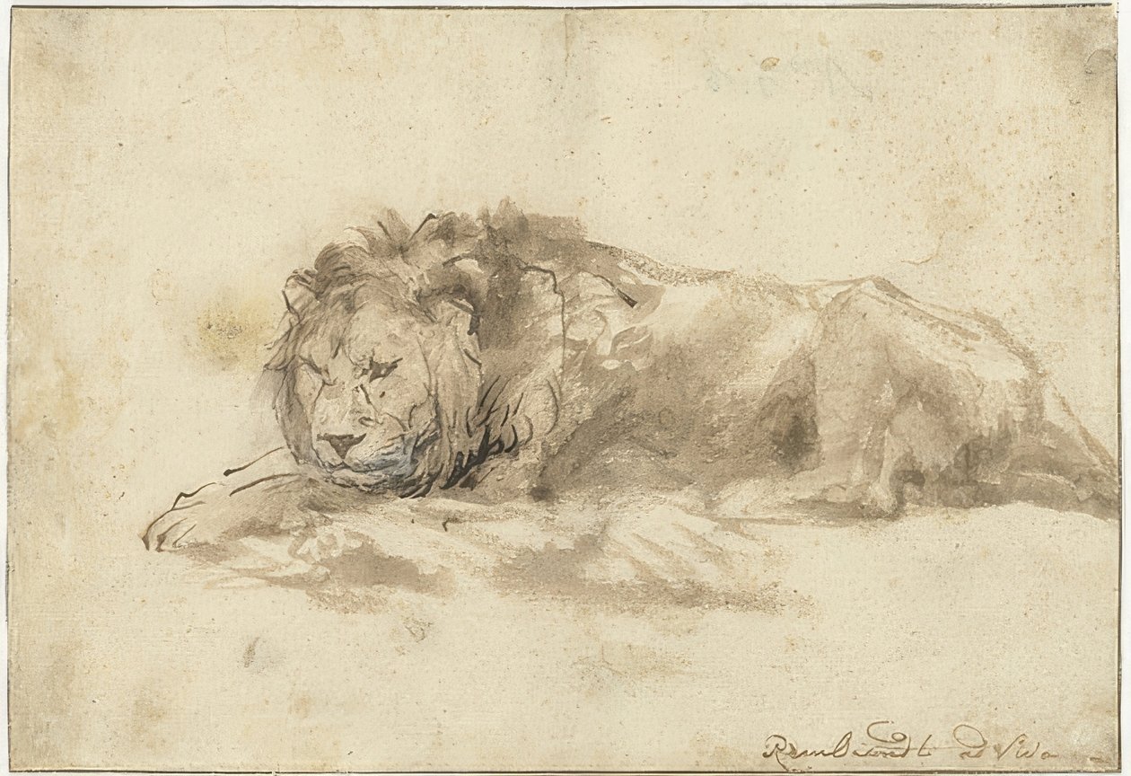 الأسد الكذب (Liggend leeuw). 1650-59 بواسطة رامبرانت فان راين