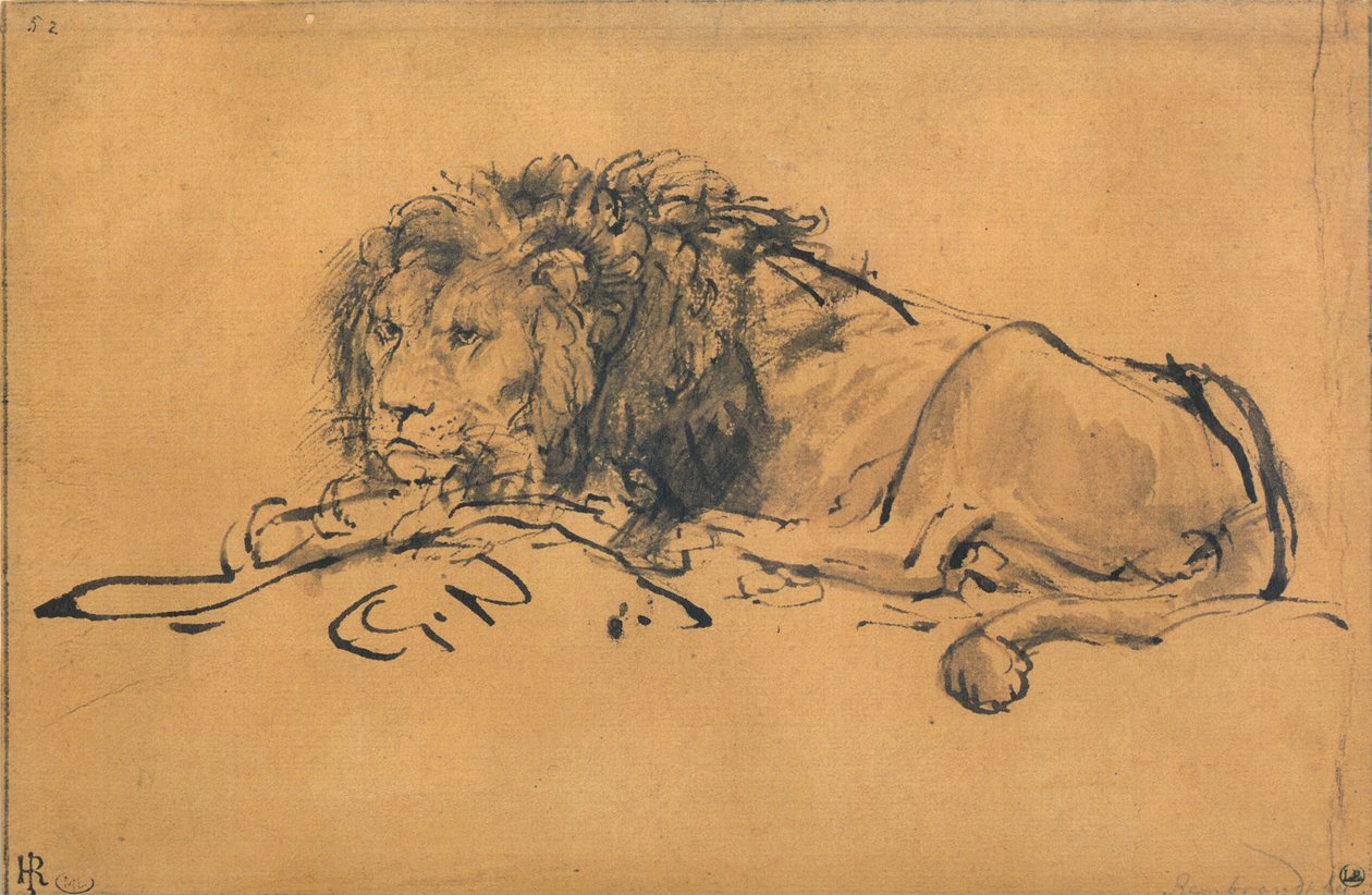 الأسد يستريح ، تحول إلى اليسار ، c1650 بواسطة رامبرانت فان راين