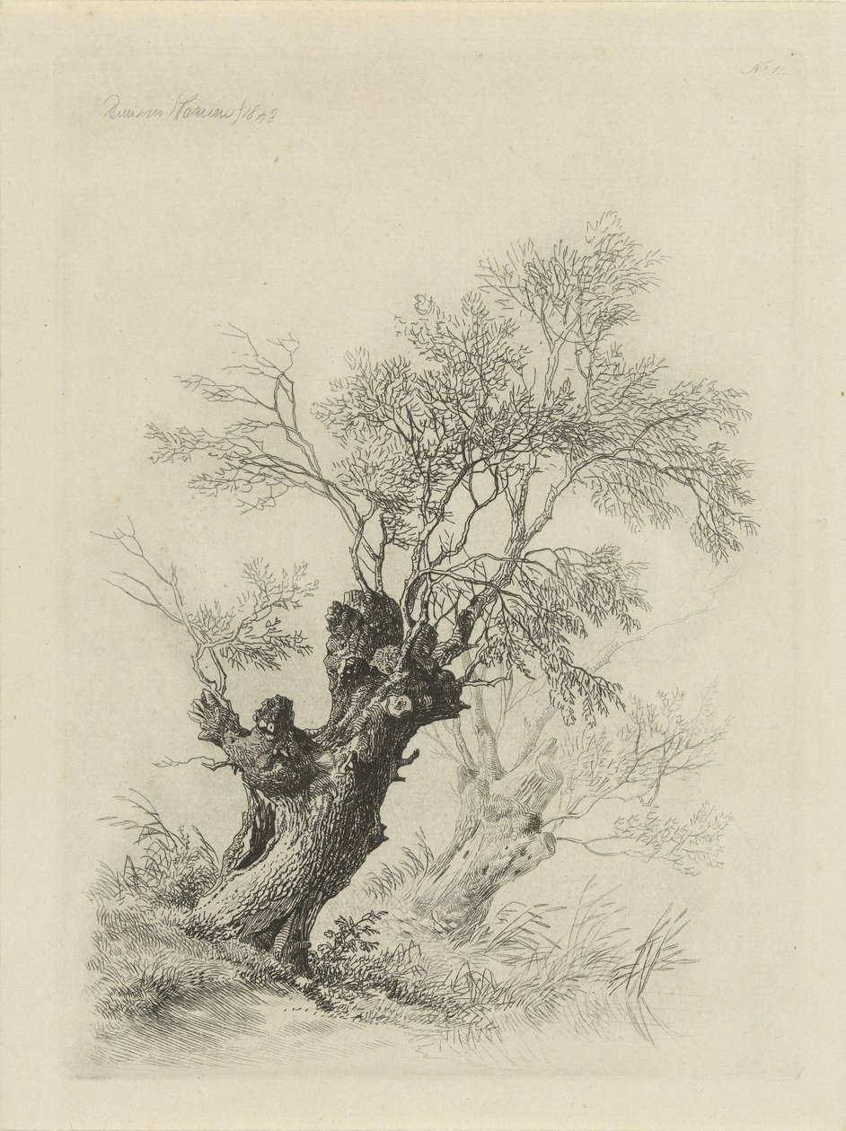 شجرة الصفصاف بواسطة Remigius Adrianus Haanen