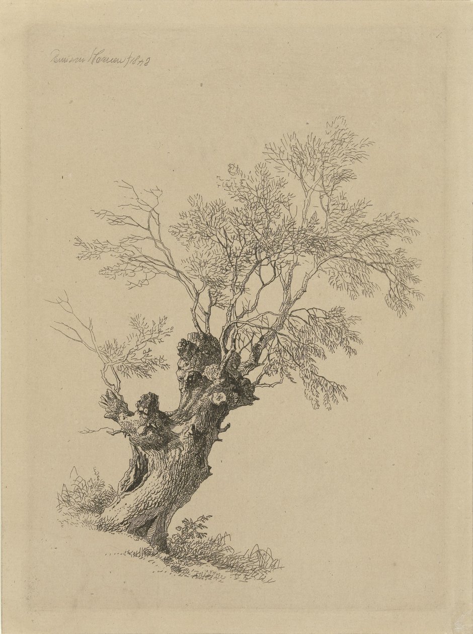 شجرة الصفصاف بواسطة Remigius Adrianus Haanen