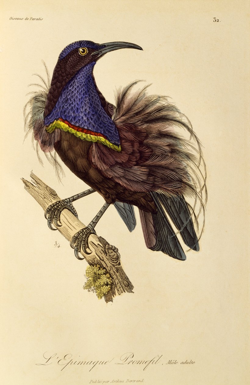 ذكر بالغ من طائر الفردوس Riflebird (Ptiloris paradiseus) ، نقش من التاريخ الطبيعي لطيور الجنة و Epimagues بواسطة درس رينيه التمهيدي
