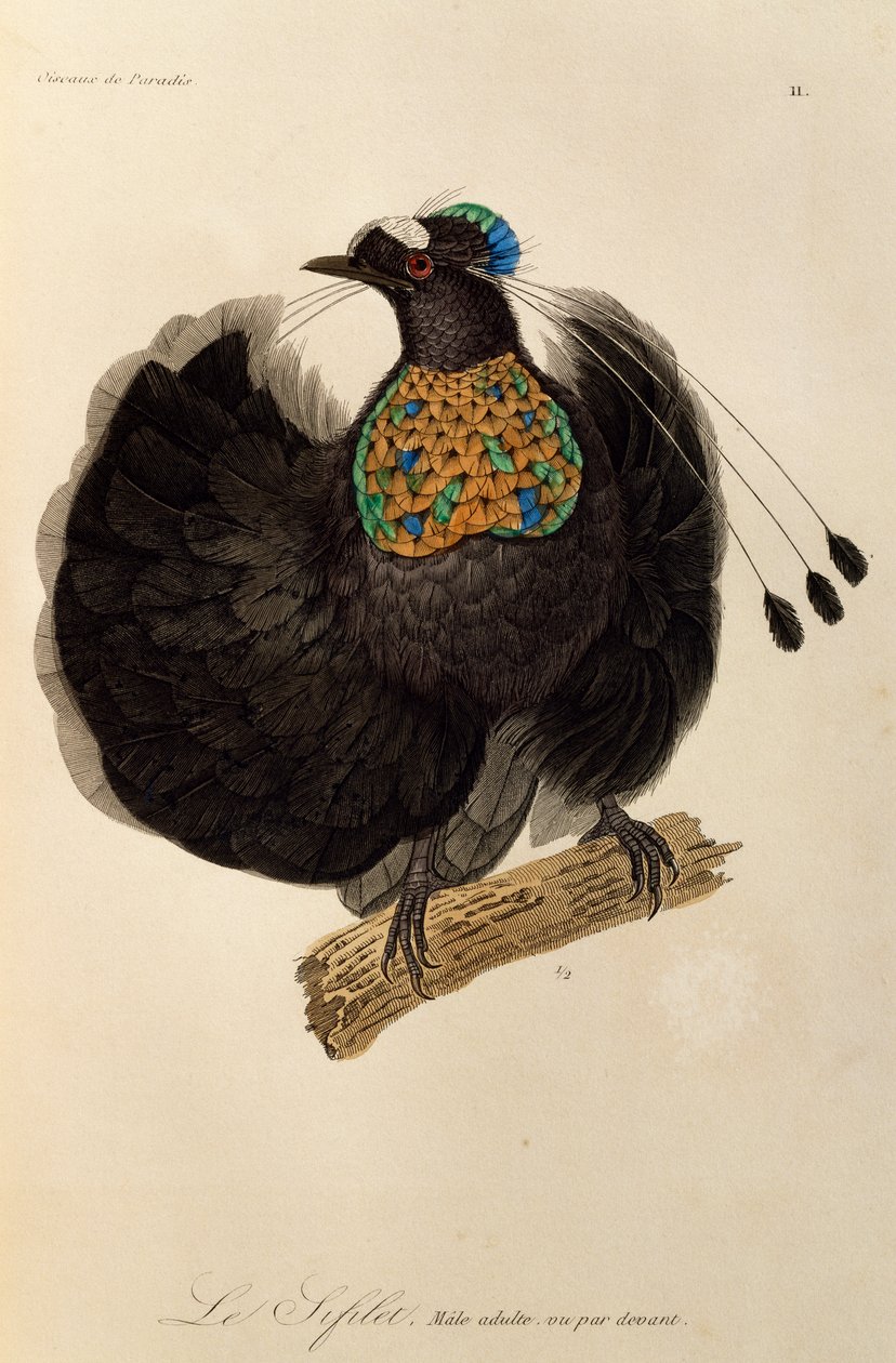 ذكر بالغ من باروتيا الغربية (Parotia sefilata) ، نقش من التاريخ الطبيعي لطيور الجنة و Epimagues بواسطة درس رينيه التمهيدي
