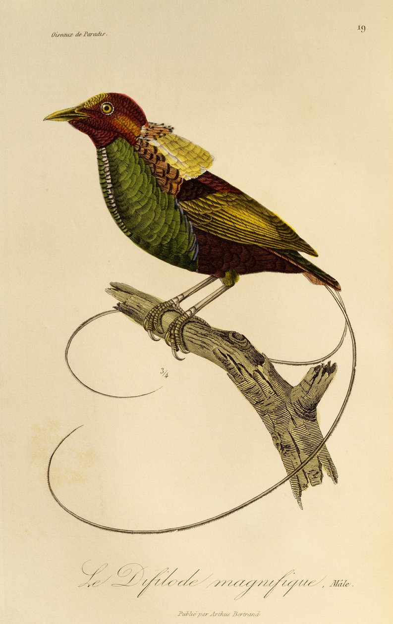 ذكر طائر الجنة الرائع (Cicinnurus magnificus) ، نقش من التاريخ الطبيعي لطيور الجنة و Epimagues بواسطة درس رينيه التمهيدي