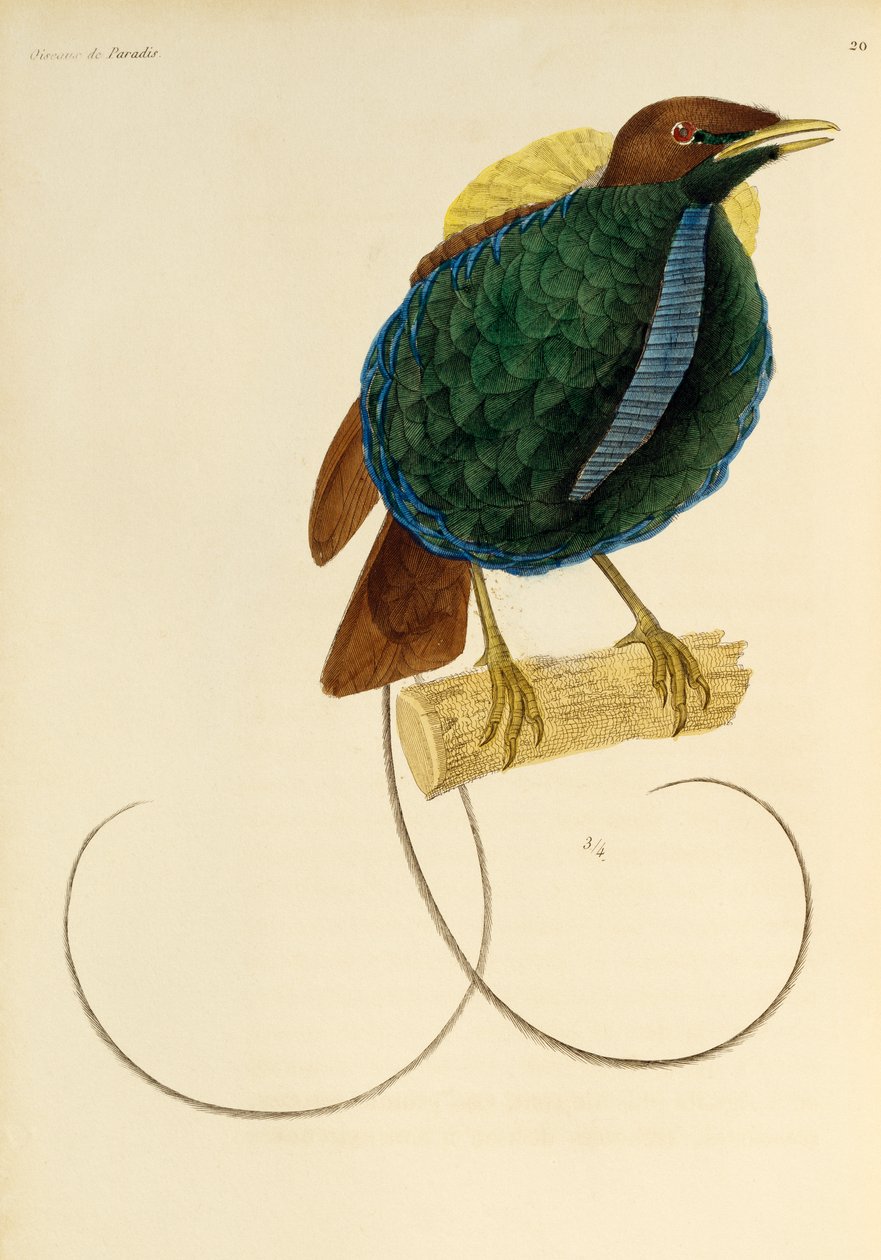 ذكر من طيور الجنة الرائعة (Cicinnurus magnificus) ، نقش من التاريخ الطبيعي لطيور الجنة و Epimagues بواسطة درس رينيه التمهيدي