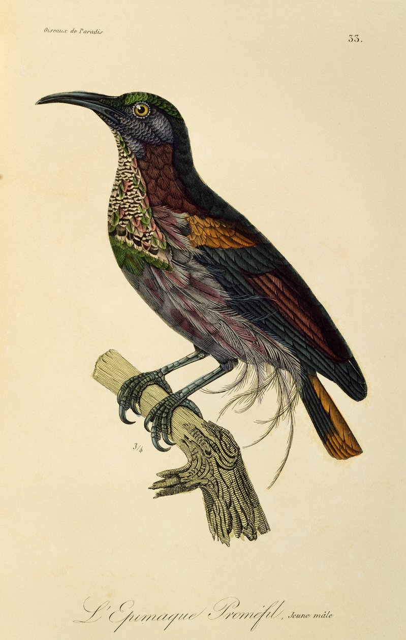 الجنة Riflebird الشاب (Ptiloris paradiseus) ، نقش من التاريخ الطبيعي لطيور الجنة و Epimagues بواسطة درس رينيه التمهيدي