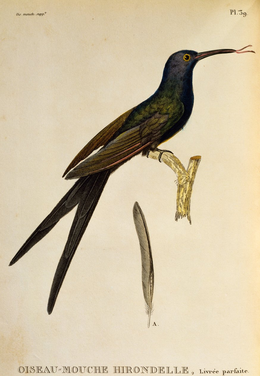 الطائر الطنان ذو الذيل المبتلع (Eupetomena macroura) ، نقش من Les trochilidees ou les colibris et les oiseaux-mouches بواسطة درس رينيه التمهيدي