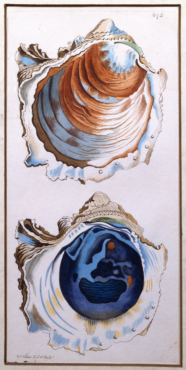 محار شل ، نشره Shaw ، c.1790-1820 (طباعة) بواسطة ريتشارد بوليدور نودر