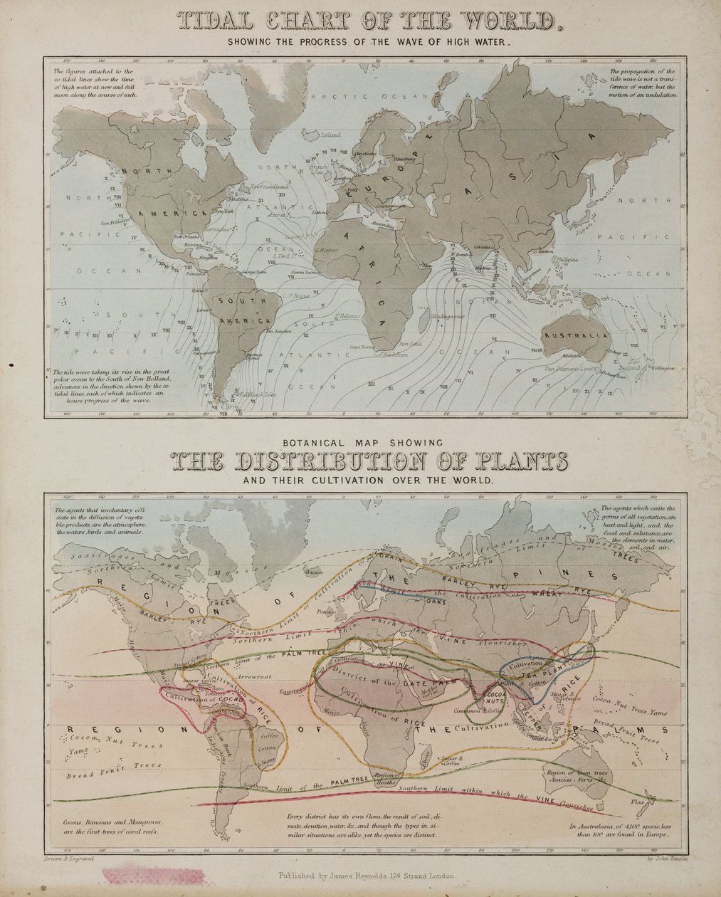 A tidal chart and a map of the distribution of plants across the world, c 1850 بواسطة ريتشارد (بعد) داد