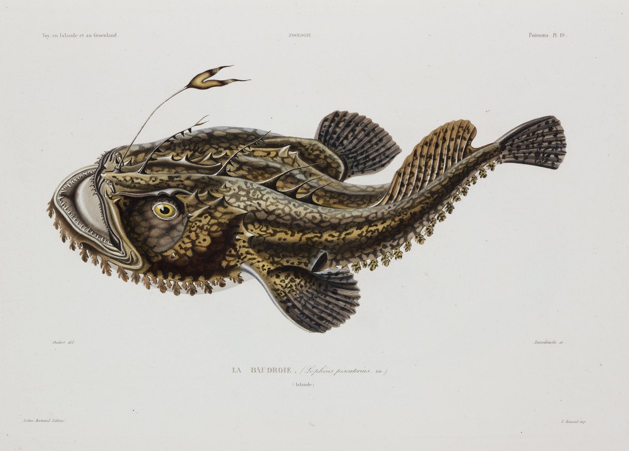 Angler fish, Iceland, early 19th century بواسطة ريتشارد (بعد) داد