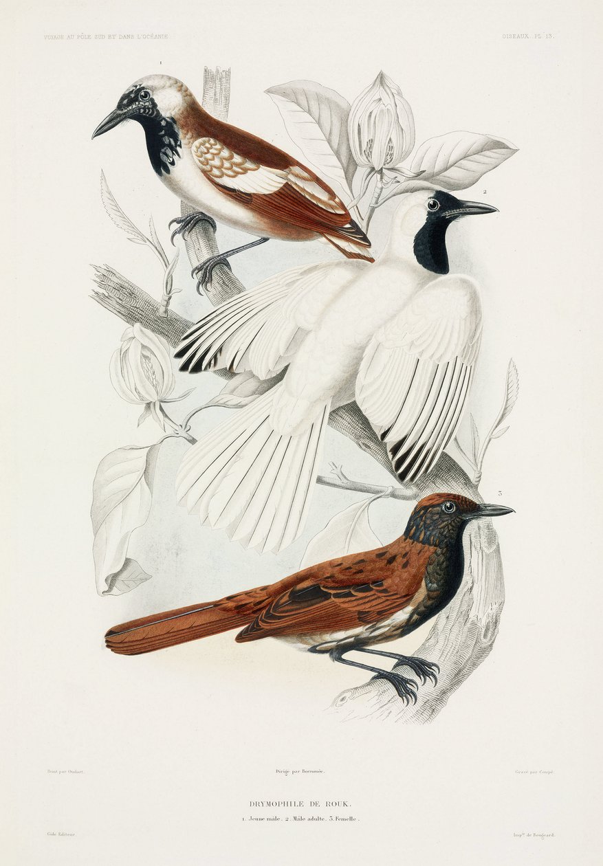 Antbirds بواسطة ريتشارد (بعد) داد