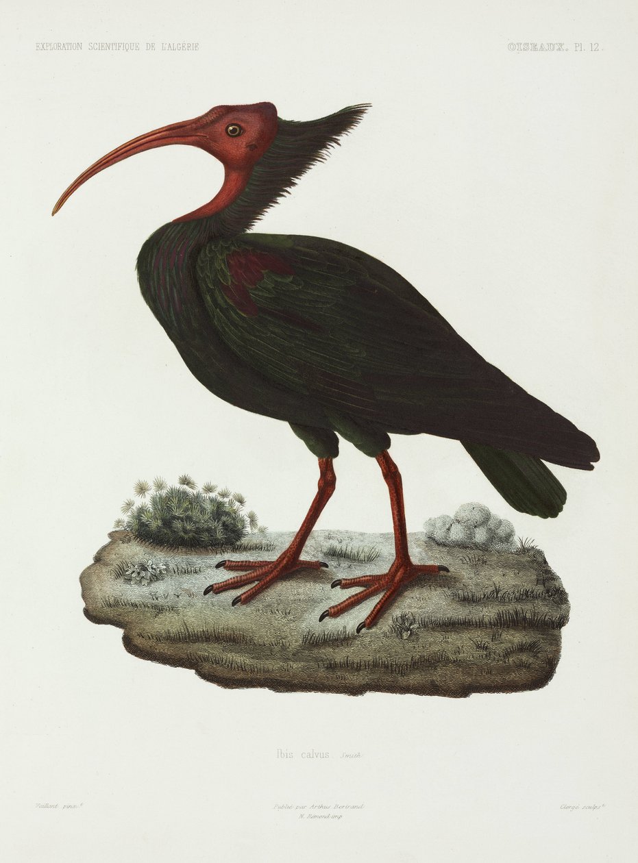 Bald ibis, Algeria بواسطة ريتشارد (بعد) داد