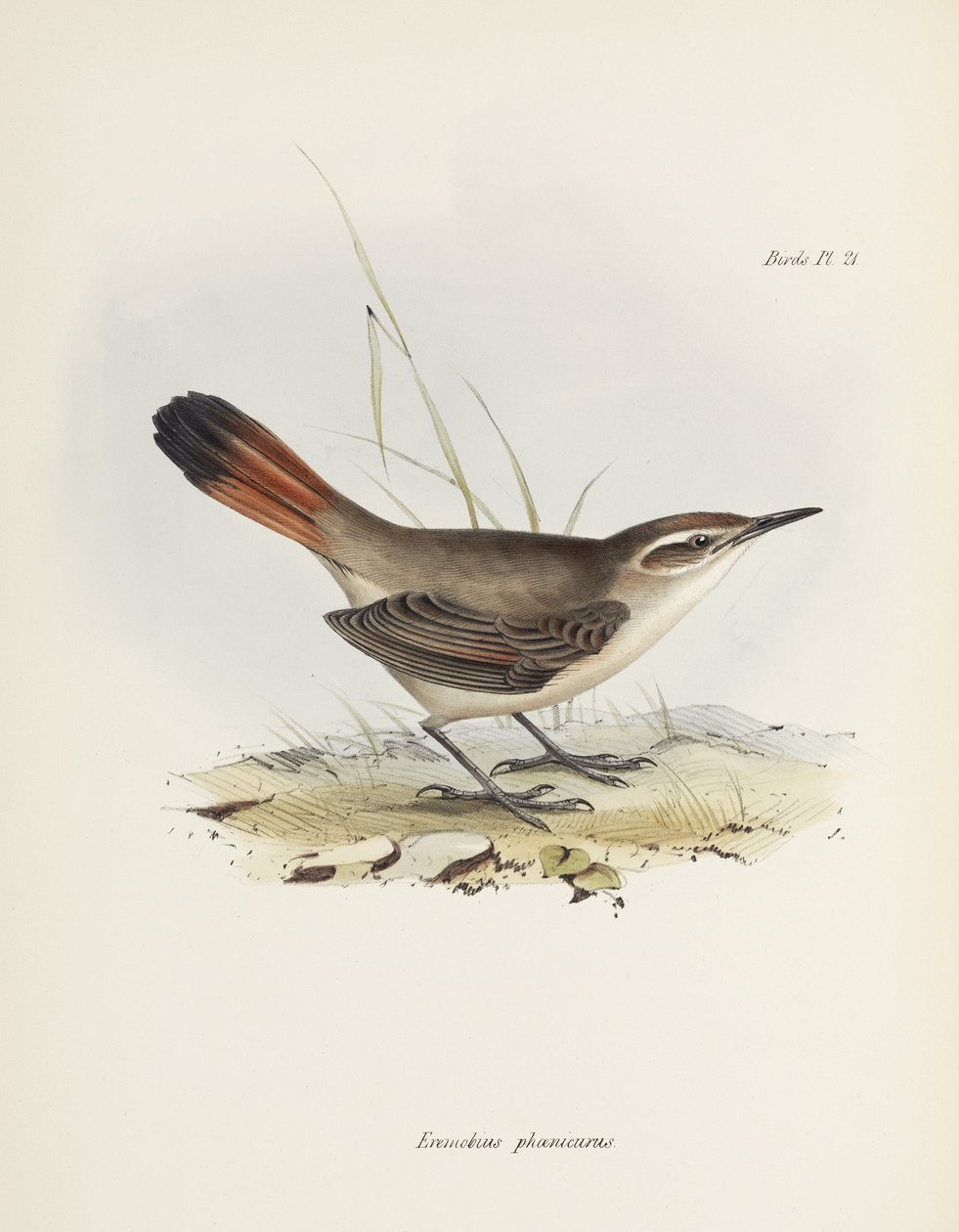 Band-tailed earthcreeper, South America, c 1832-1836 بواسطة ريتشارد (بعد) داد