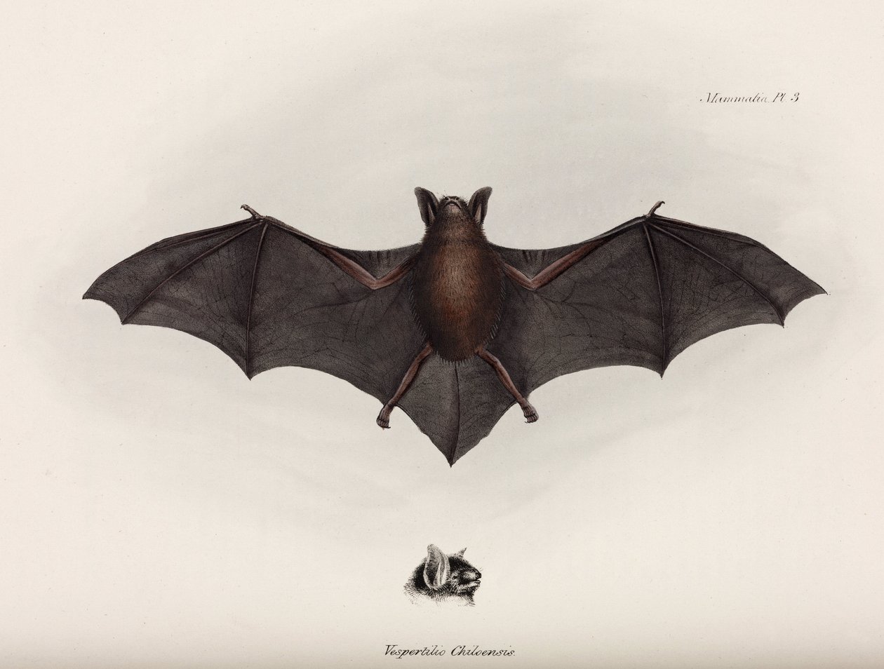 Bat, South America, c 1832-1836 بواسطة ريتشارد (بعد) داد