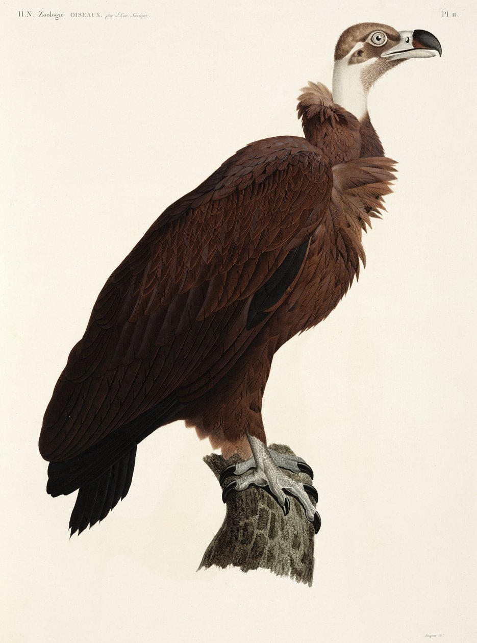 Brown Vulture, Egypt بواسطة ريتشارد (بعد) داد