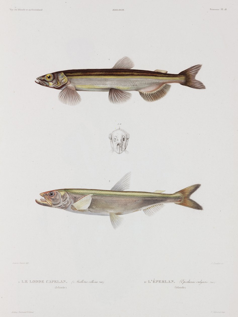 Capelin and smelt, Iceland, early 19th century بواسطة ريتشارد (بعد) داد