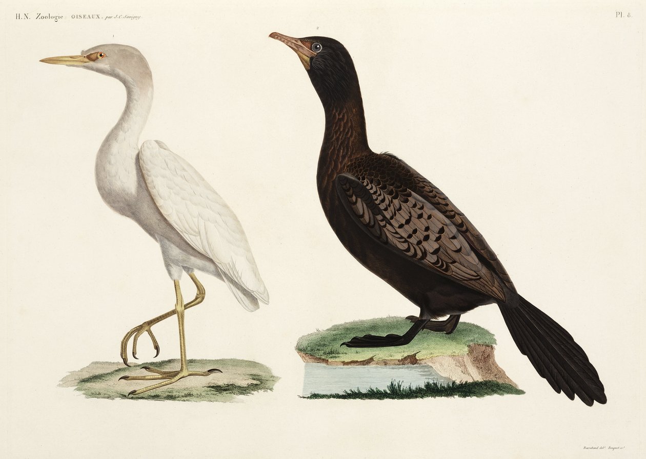 Cattle Egret and Long-tailed Cormorant, Egypt بواسطة ريتشارد (بعد) داد