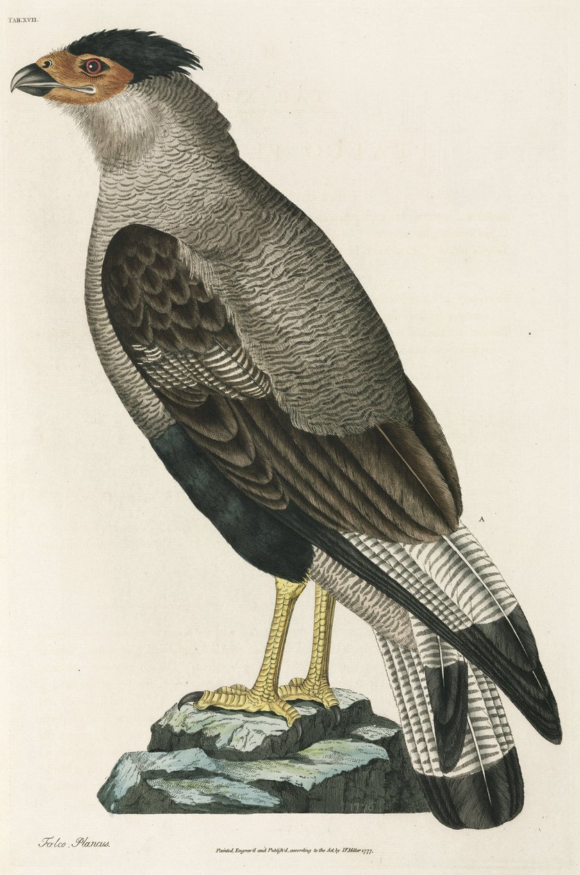Crested Caracara بواسطة ريتشارد (بعد) داد
