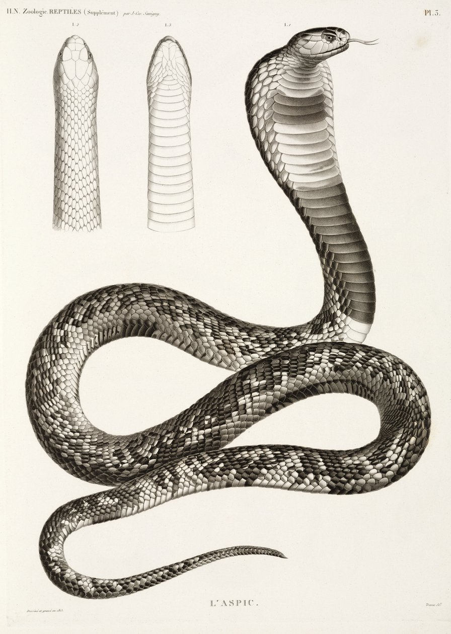 Egyptian cobra بواسطة ريتشارد (بعد) داد