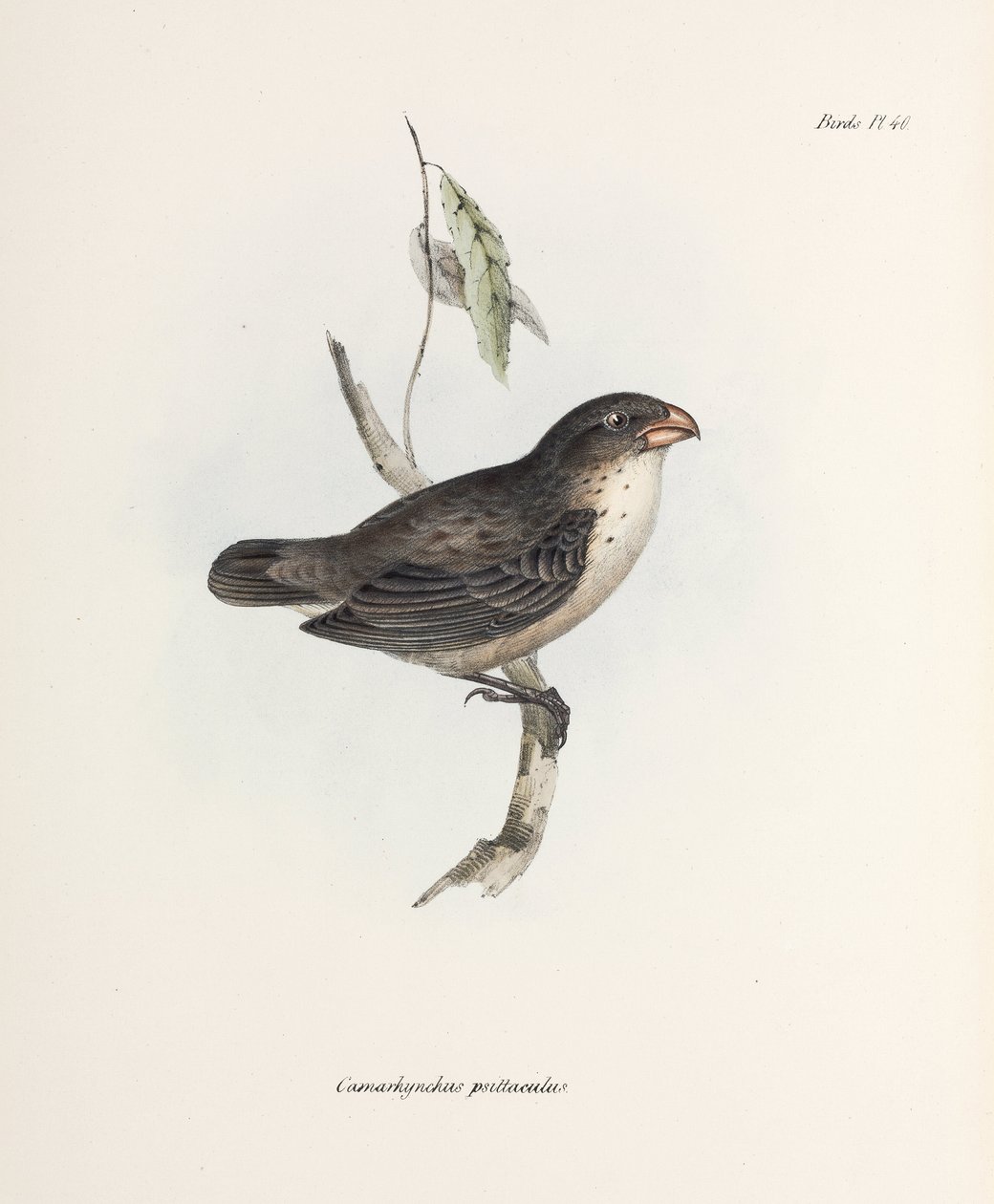 Finch, c 1832-1836 بواسطة ريتشارد (بعد) داد