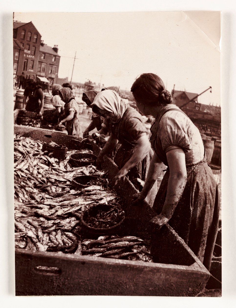 Fishing, Fisherfolk Women sorting fish, Whitby Harbour, North Yorkshire, c 1905 بواسطة ريتشارد (بعد) داد