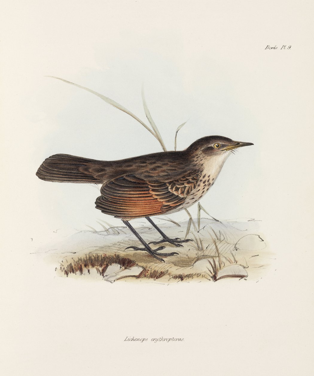 Flycatcher, c 1832-1836 بواسطة ريتشارد (بعد) داد