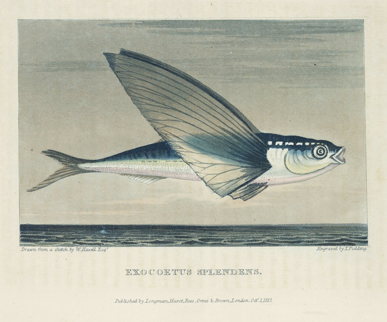 Flying fish بواسطة ريتشارد (بعد) داد