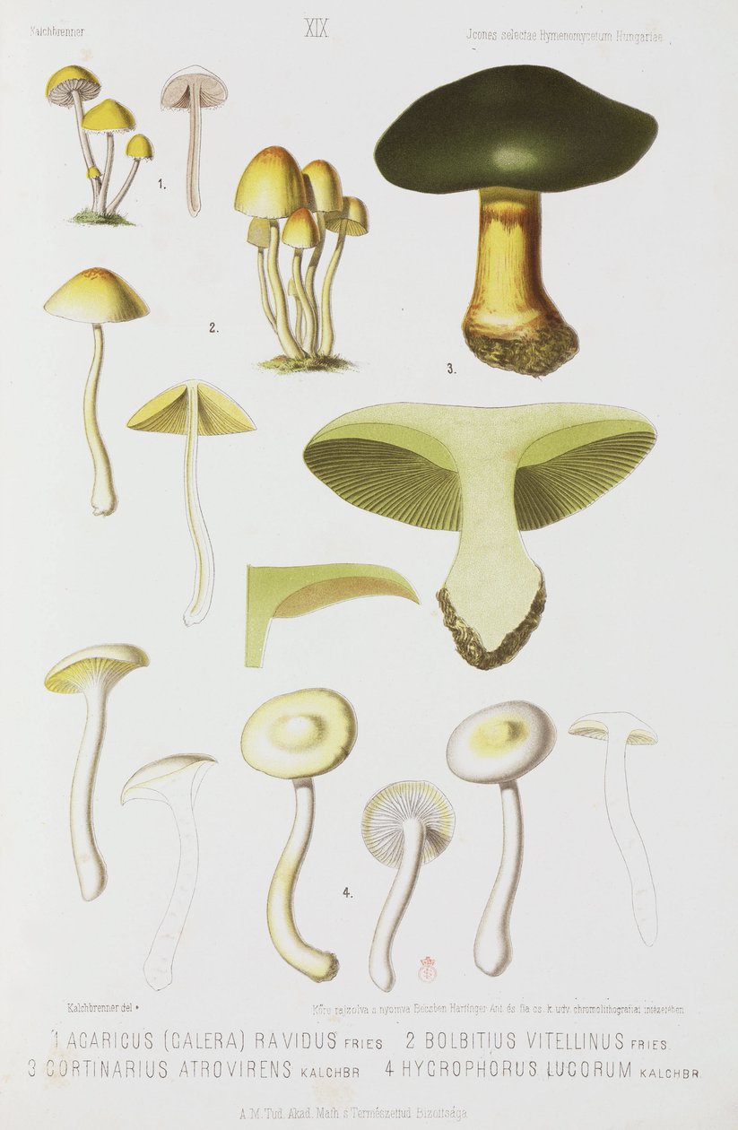 Four types of mushroom, c 1874 بواسطة ريتشارد (بعد) داد