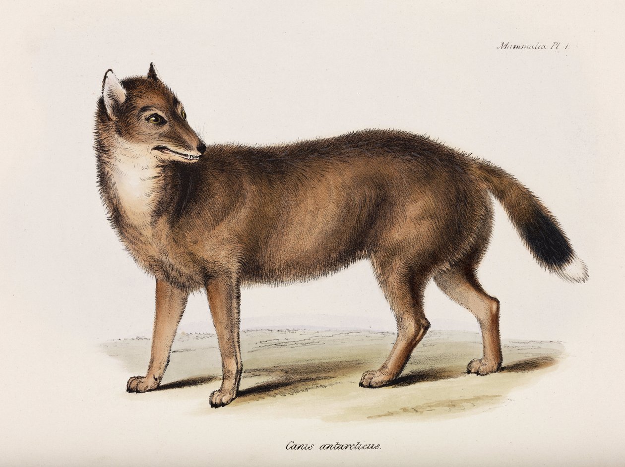 Fox, Falkland Islands, c 1832-1836 بواسطة ريتشارد (بعد) داد