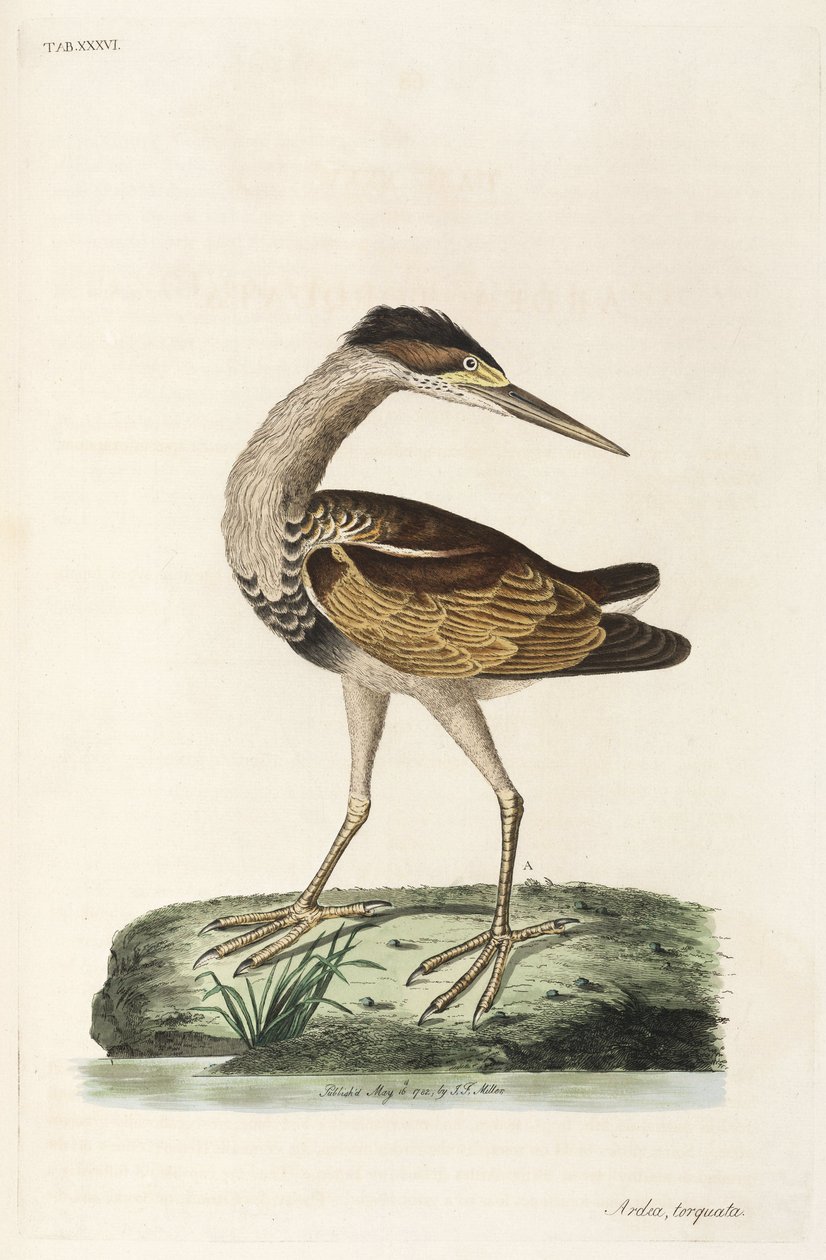 Heron بواسطة ريتشارد (بعد) داد