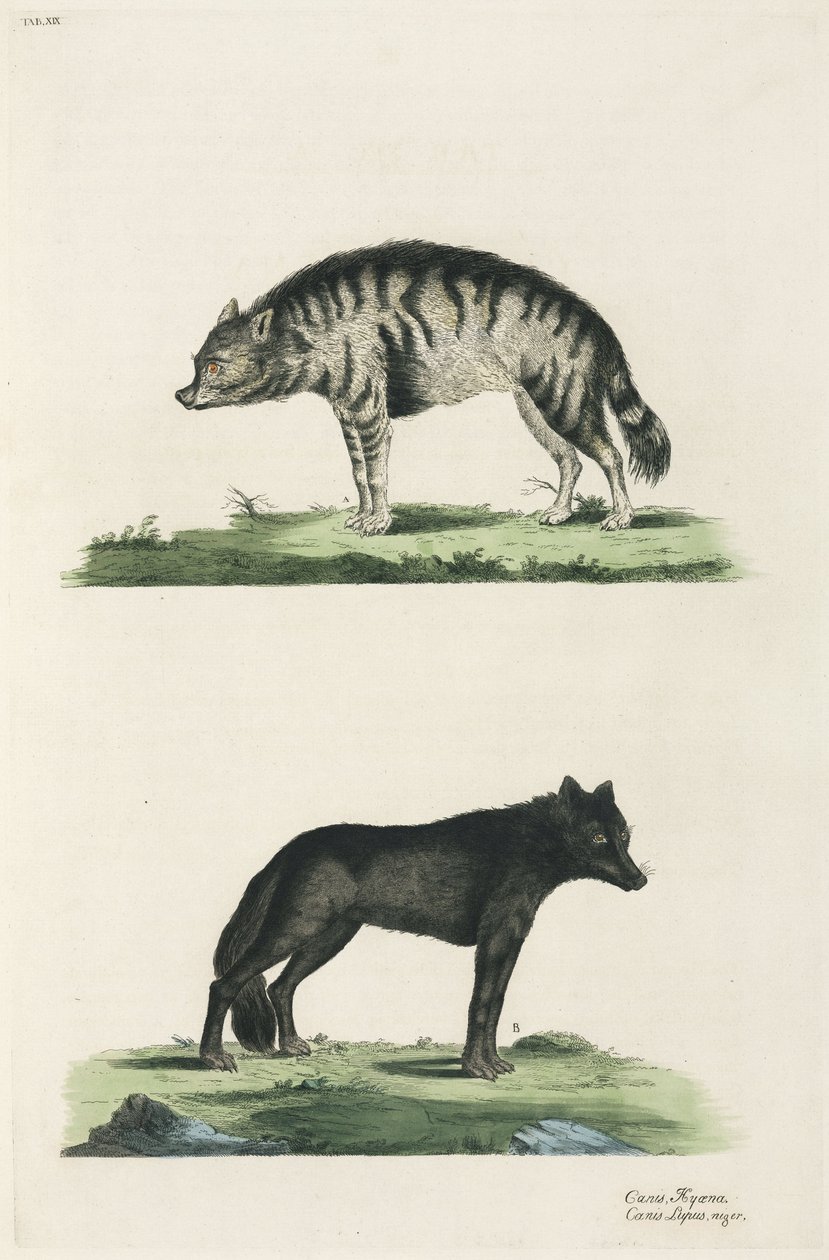 Hyena and wolf بواسطة ريتشارد (بعد) داد