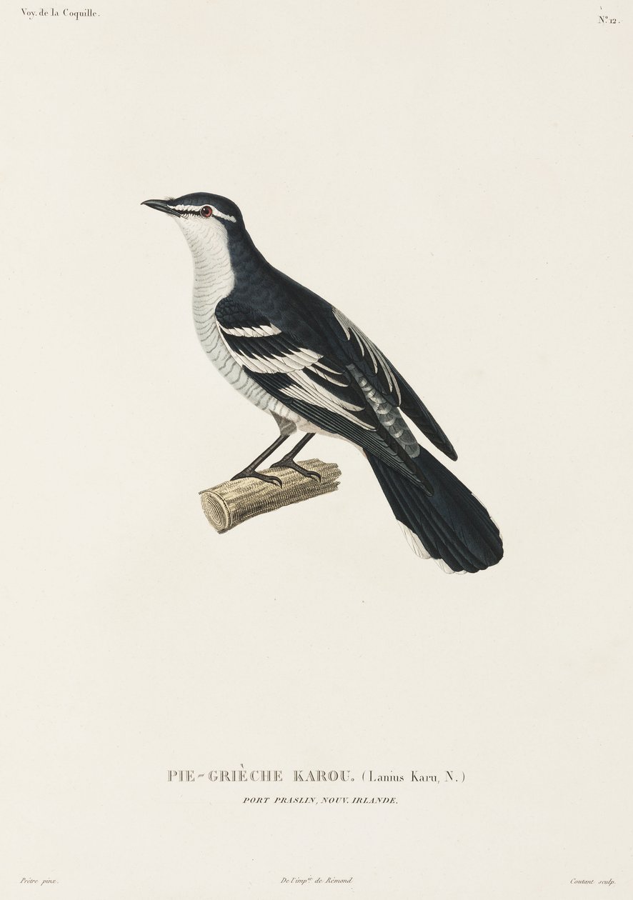 Karou shrike, Port Praslin, New Ireland بواسطة ريتشارد (بعد) داد