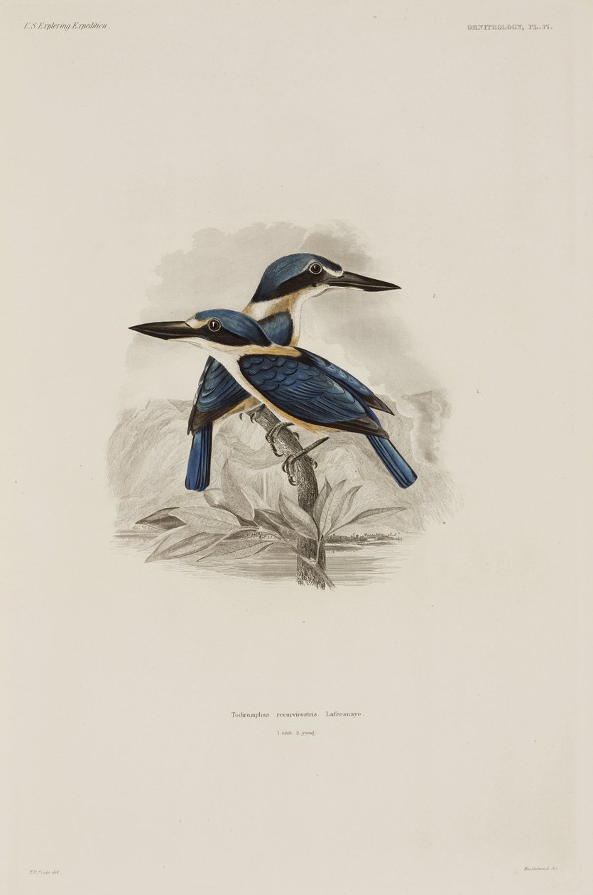 Kingfishers, Samoa بواسطة ريتشارد (بعد) داد