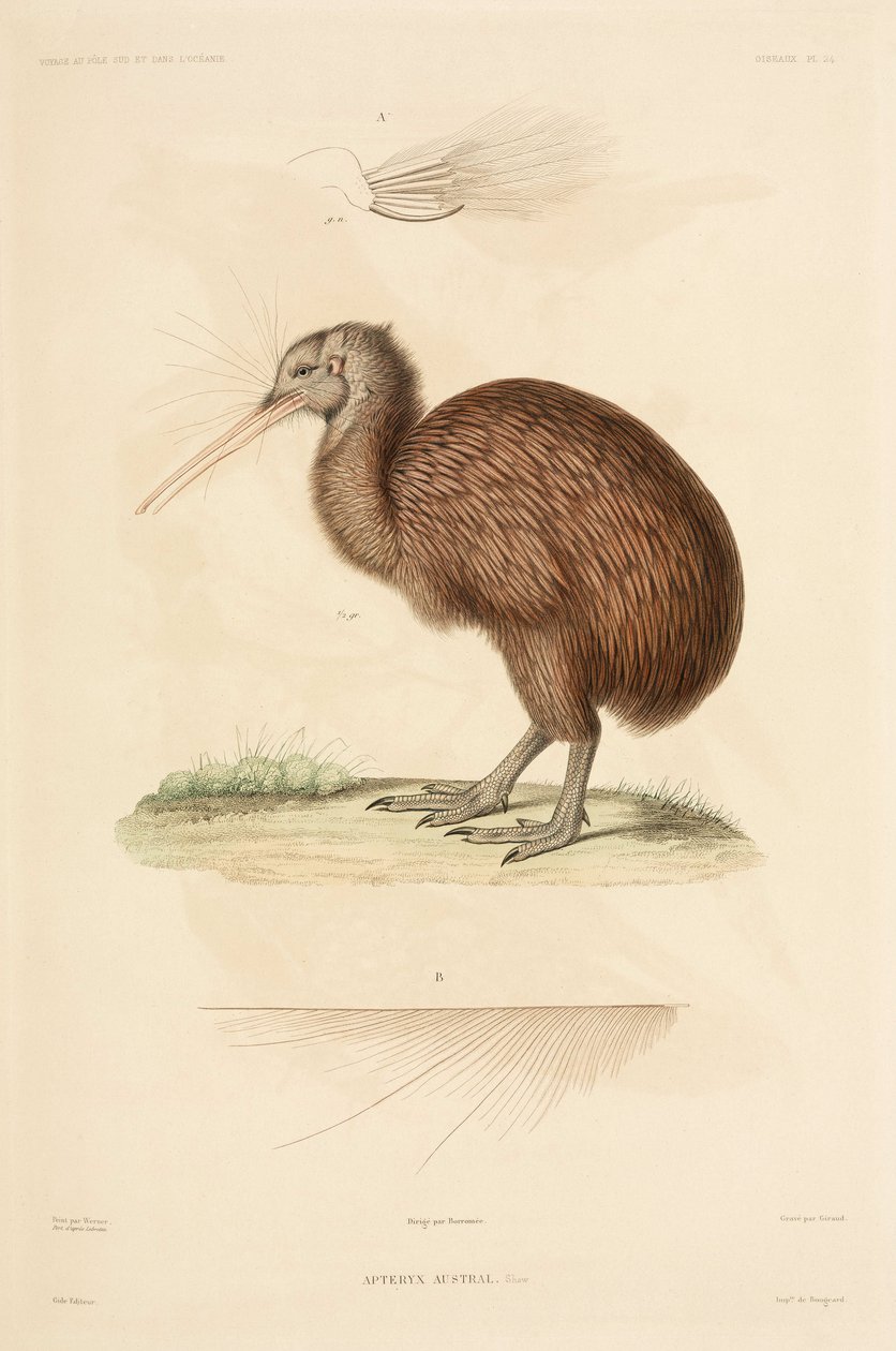 Kiwi, New Zealand بواسطة ريتشارد (بعد) داد