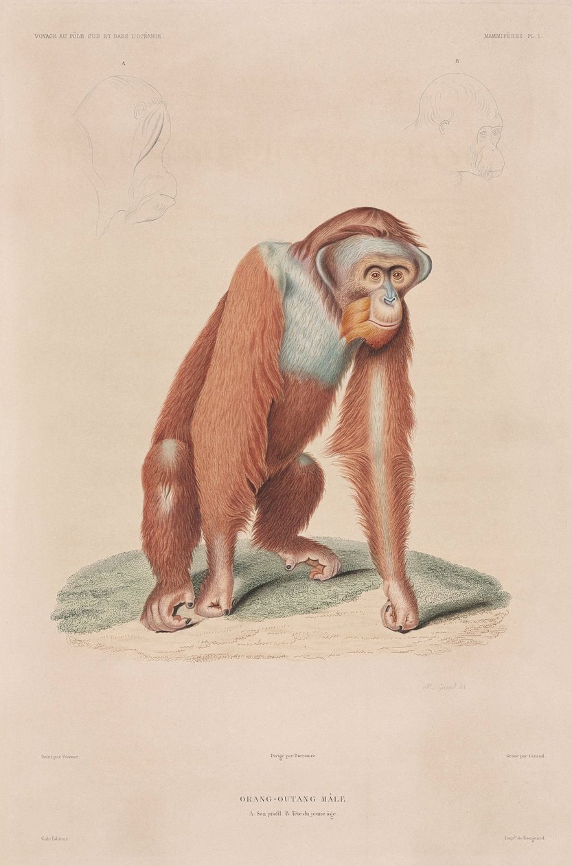 Orang-utan, Indonesia بواسطة ريتشارد (بعد) داد