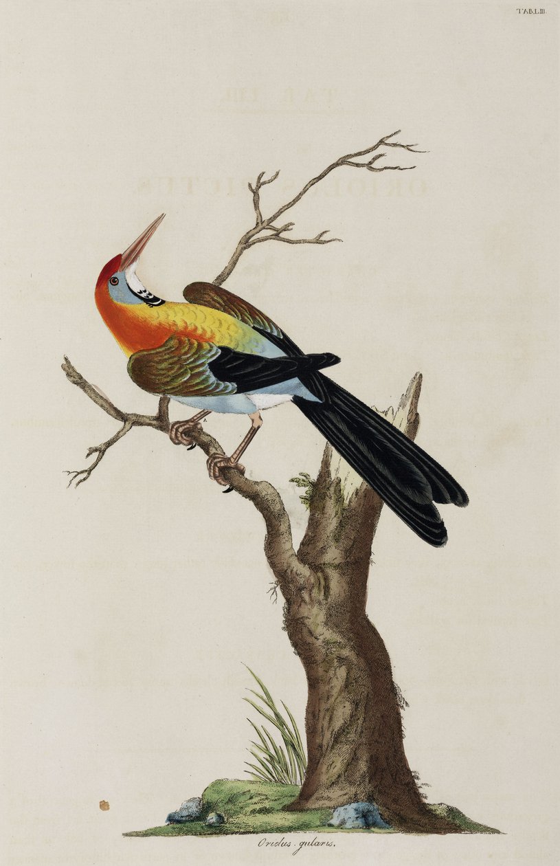 Oriole بواسطة ريتشارد (بعد) داد