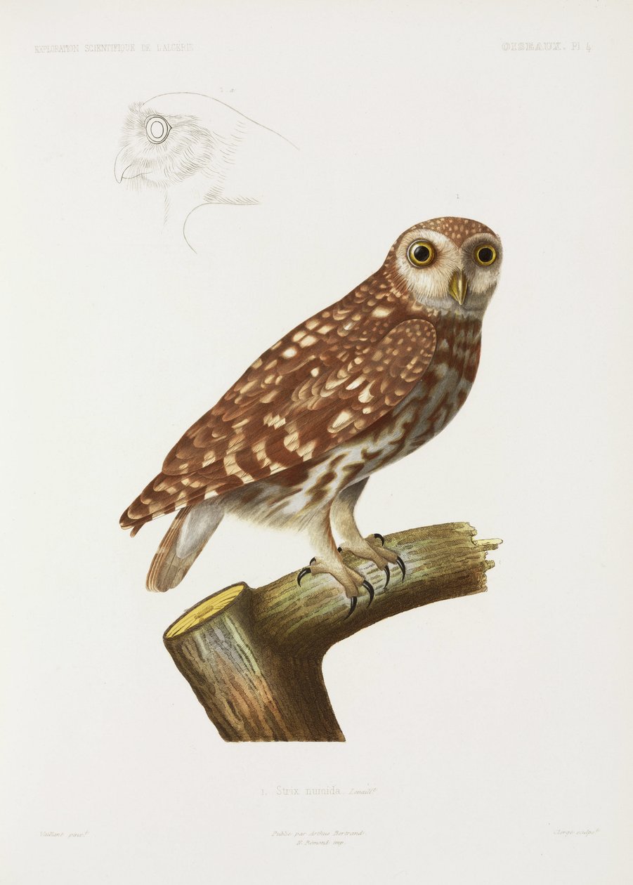 Owl, Algeria بواسطة ريتشارد (بعد) داد