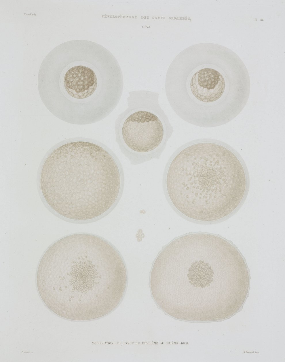 Rabbit egg, c 1847-1859 بواسطة ريتشارد (بعد) داد