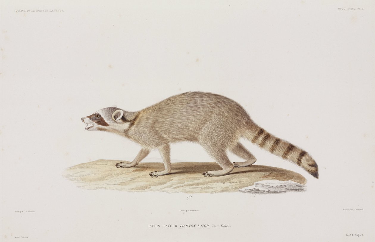 Raccoon, USA بواسطة ريتشارد (بعد) داد
