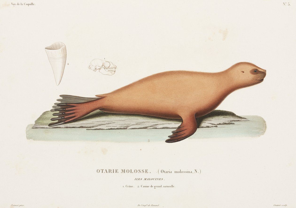 Sea lion, Falkland Islands بواسطة ريتشارد (بعد) داد