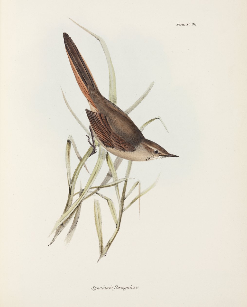 Spinetail, South America, c 1832-1836 بواسطة ريتشارد (بعد) داد