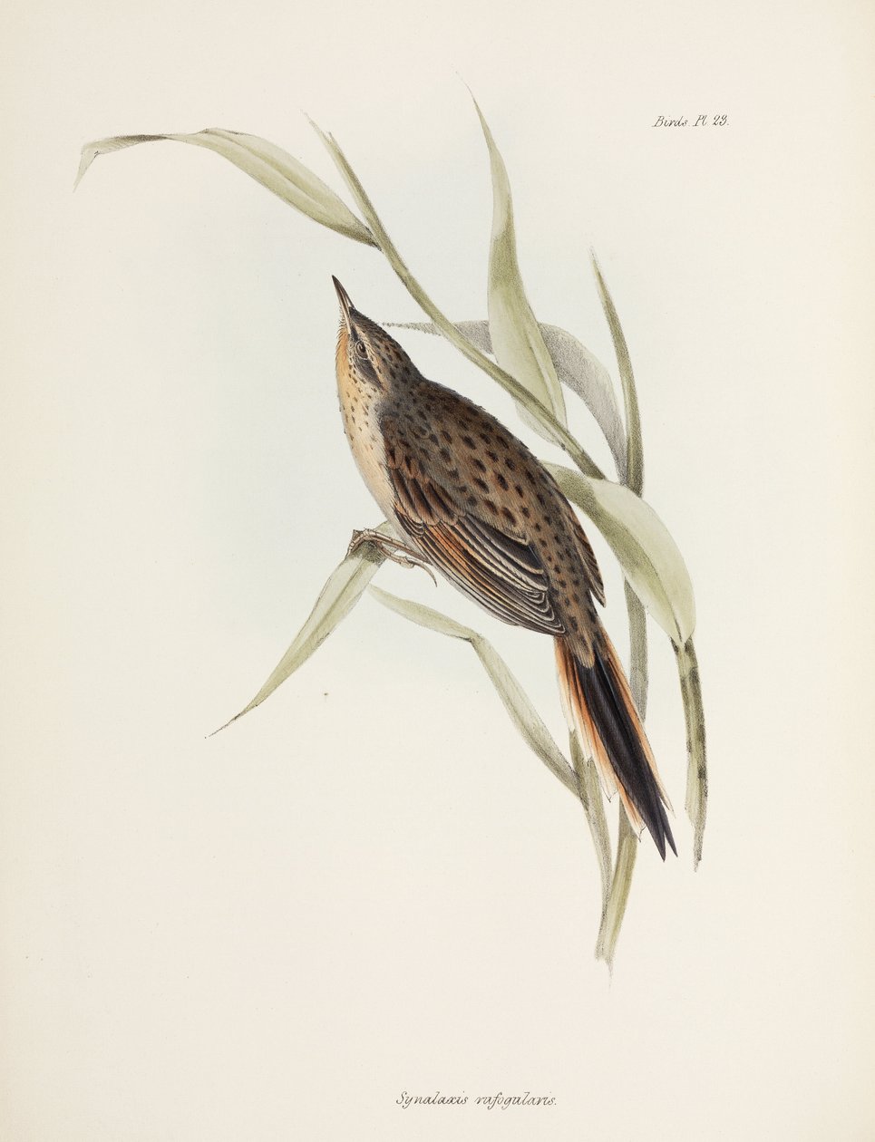 Spinetail, South America, c 1832-1836 بواسطة ريتشارد (بعد) داد