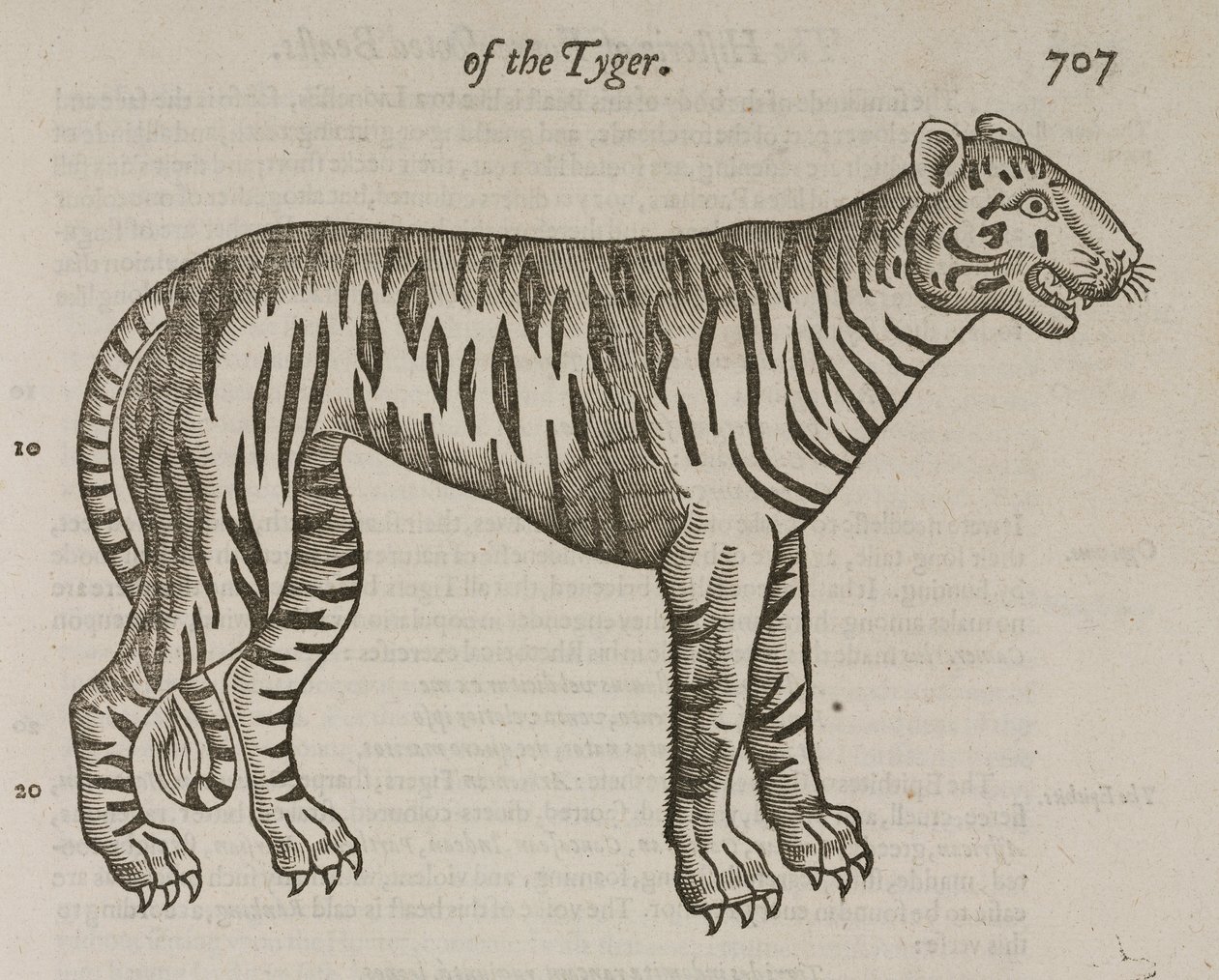 The Tiger بواسطة ريتشارد (بعد) داد