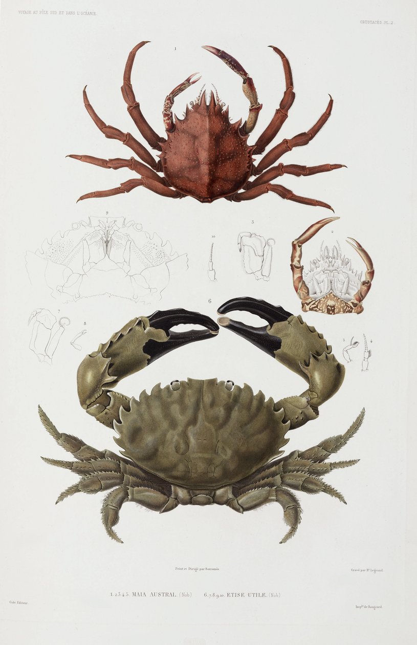 Two crabs بواسطة ريتشارد (بعد) داد