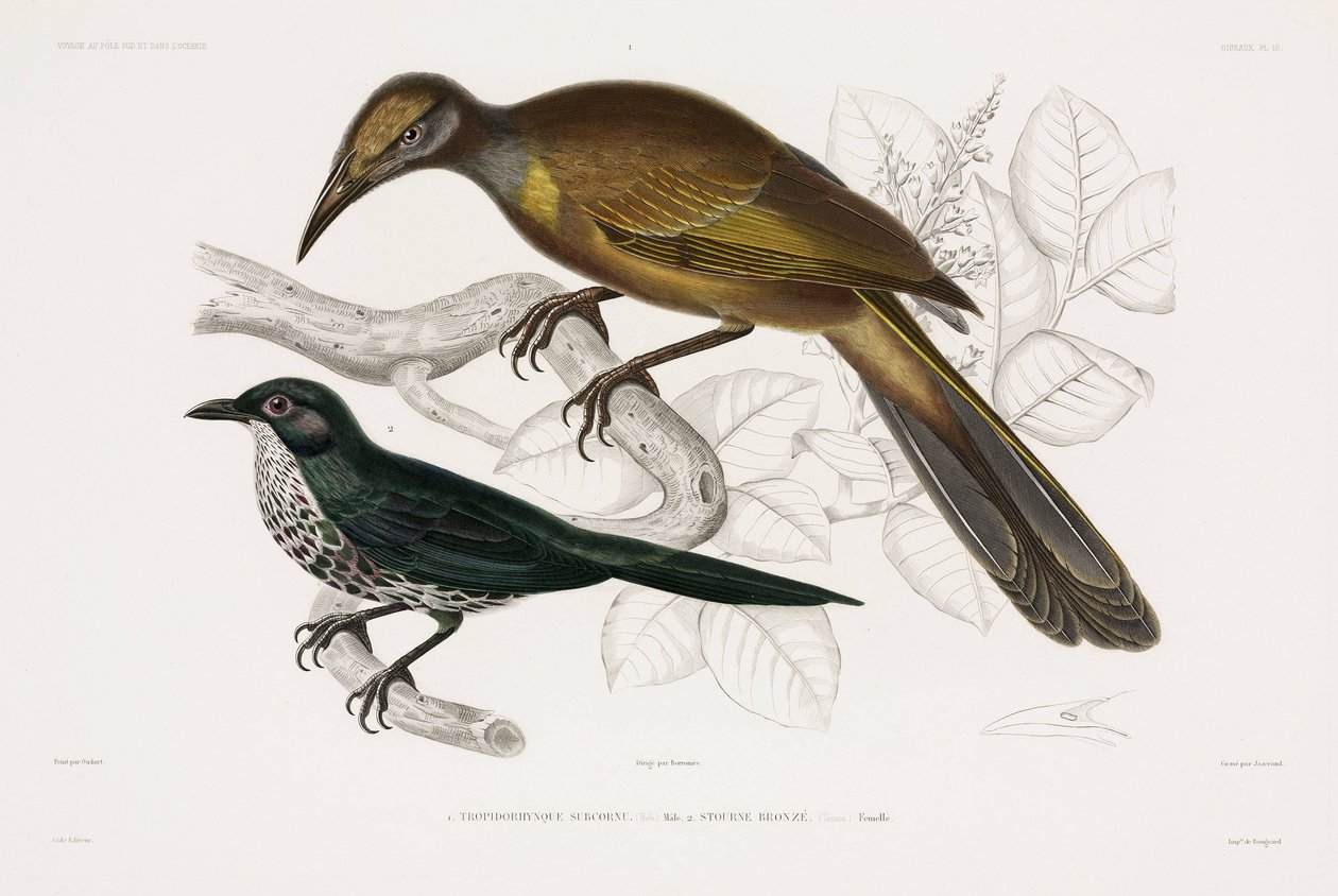 Two types of bird بواسطة ريتشارد (بعد) داد